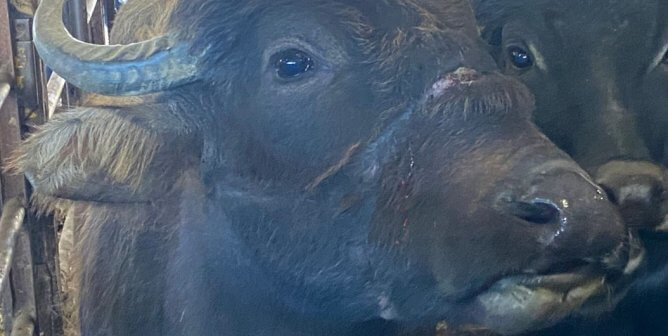 mount hope auction water buffalo with laceration marks on snout