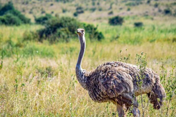 Avestruz en el parque nacional de Nairobi Kenia