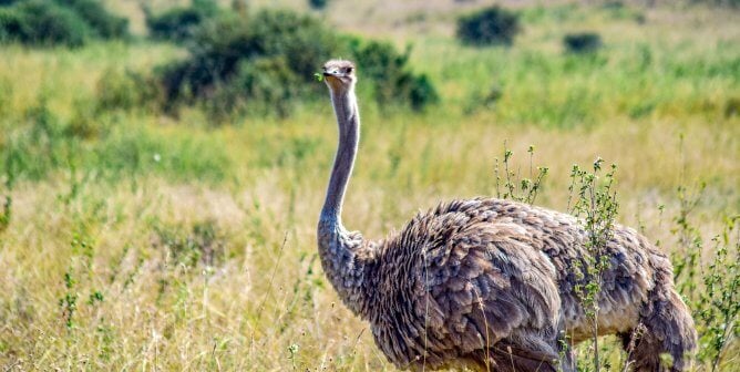 ostrich in Nairobi Kenya national park