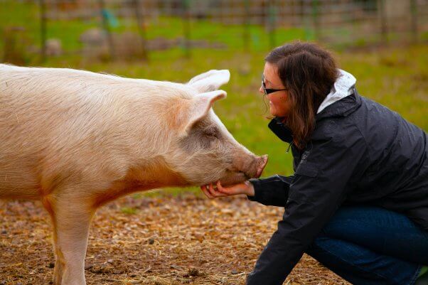 pig at sanctuary getting chin scratched