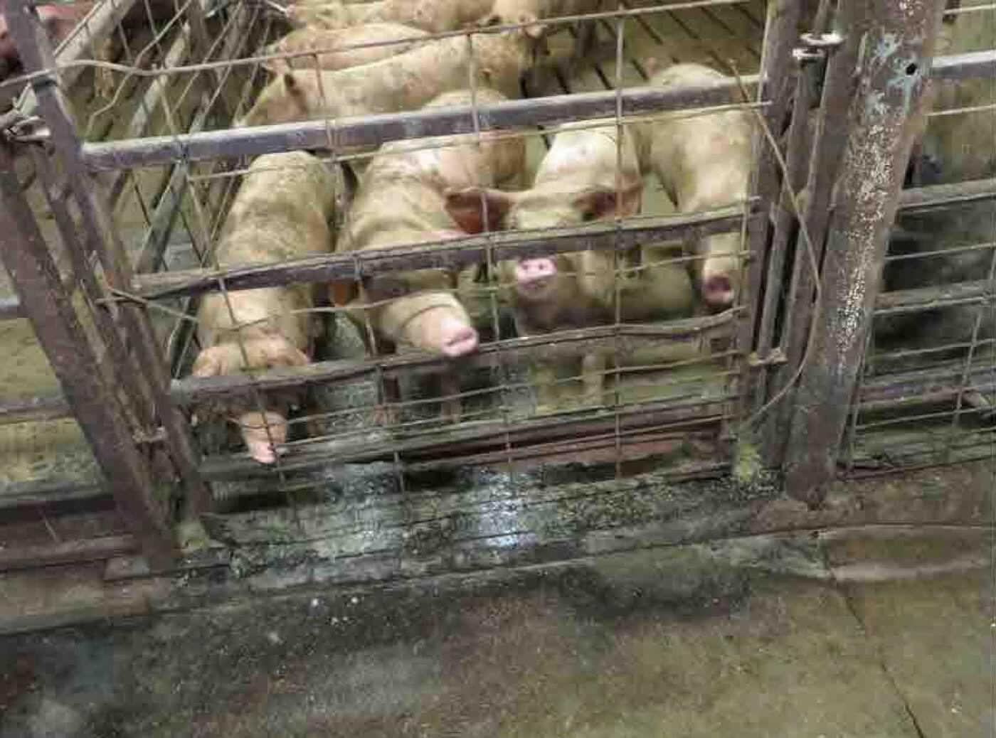 Pig enclosure with rusted metal at the bottom of the gate