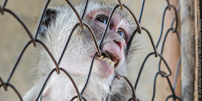 macaque biting cage