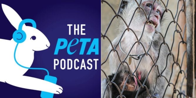 PETA podcast logo next to macaque biting cage holding baby