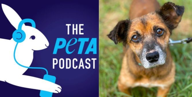 Go Behind the Scenes at PETA With Our New Podcast