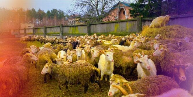 rescued sheep in ukraine with color added