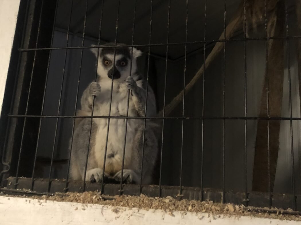 A lemur sits in a barron dark cage