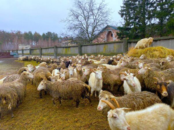 rescued sheep who survived drone attack in ukraine 