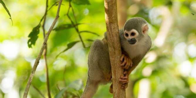 squirrel monkey on branch