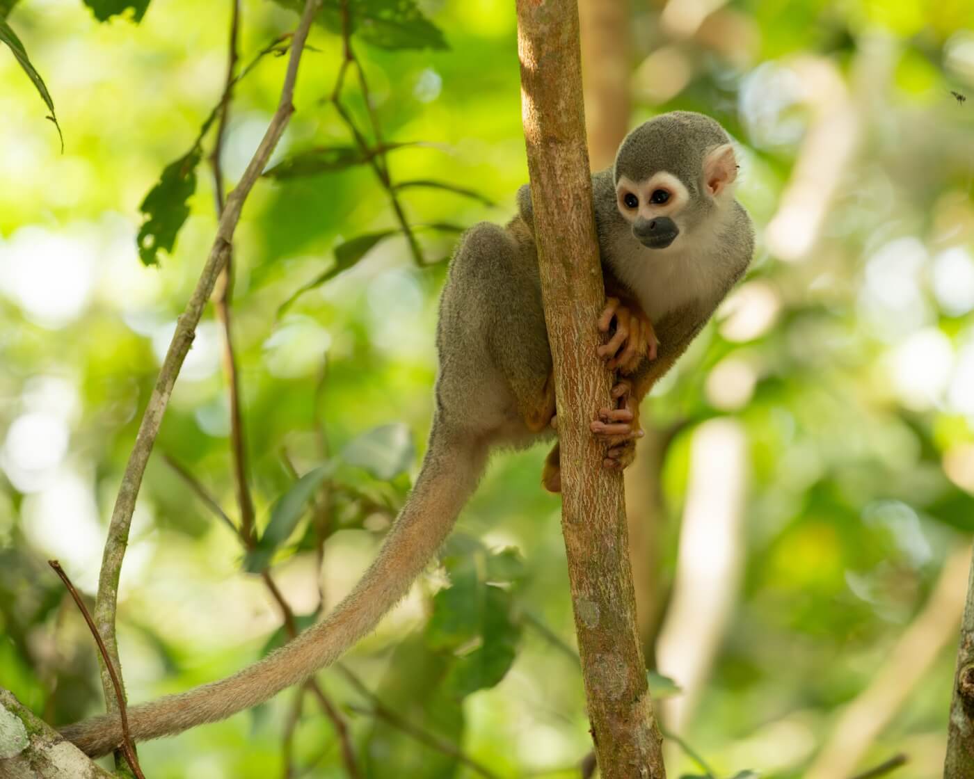 squirrel monkey on branch scaled Monkeys Saved From Colombian Hellhole: CARGO Act Can Prevent More Abuse Abroad
