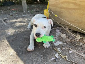 White dog named Brassy with chew toy