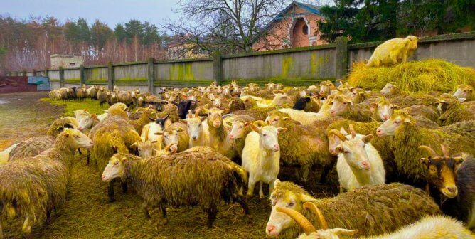 Drone Attack! Teams in Ukraine Save Animals While Under Fire