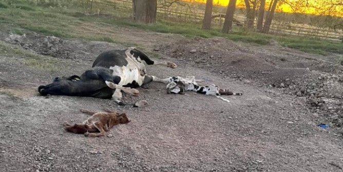 Cow Found Struggling to Stay Afloat in Fecal Soup at Horizon Organic Milk Supplier