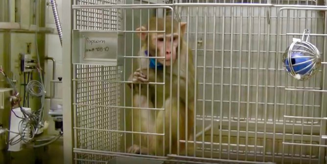 Popcorn the monkey at California National Primate Research Center at the University of California sits in a barren cage