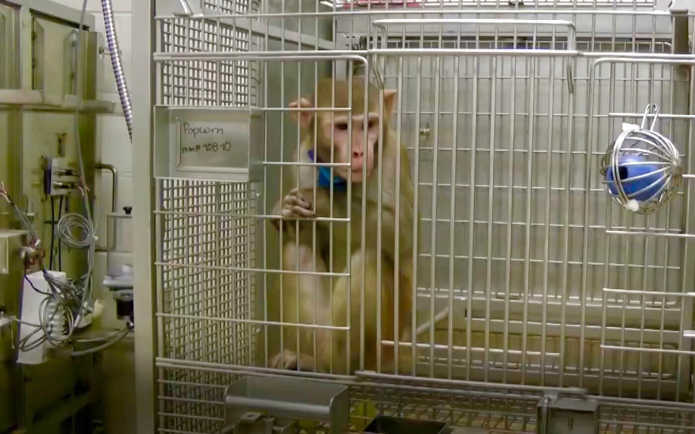 Feds Cite UCDavis After Two Monkey Deaths; Sheriff’s Office