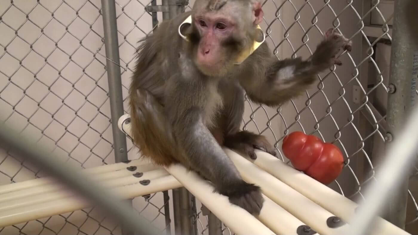 A monkey sits in a cage. There is a red kong dog toy next to him