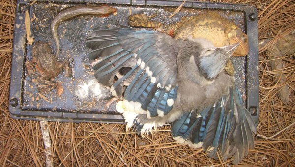 Canadians: Help Get Cruel Glue Traps Banned!