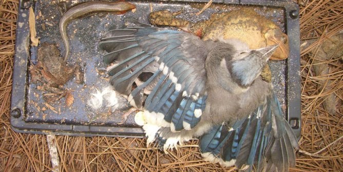 Canadians: Help Get Cruel Glue Traps Banned!