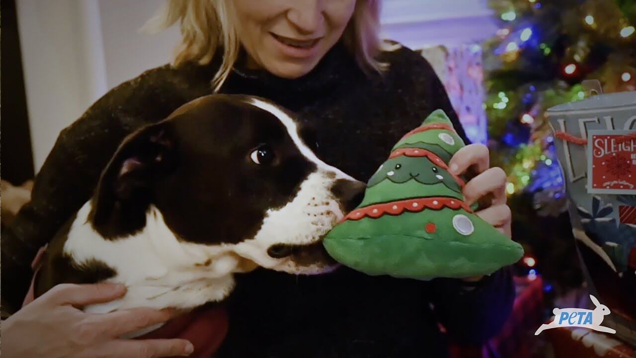 PETA Was ‘Santa Paws’ for Duke: See This Formerly Chained Dog’s
First Christmas