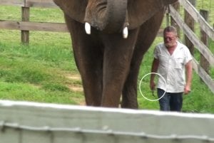Asha the elephant walking next to a worker with a weapon at Natural Bridge Zoo, at which the Virginia Office of the Attorney General ordered and executed a search warrant