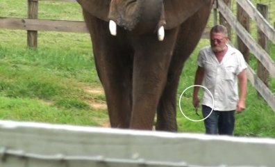 BREAKING: Search Warrant Executed at Natural Bridge Zoo—What This Could Mean for Asha and Others