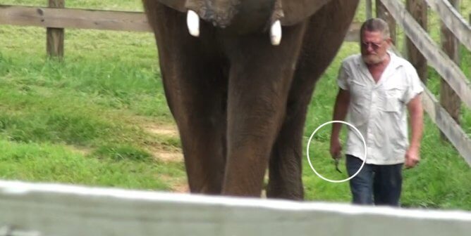 BREAKING: Search Warrant Executed at Natural Bridge Zoo—What This Could Mean for Asha and Others