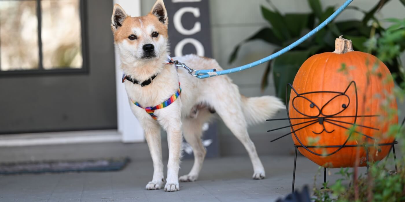 Karate stands next to a pumpkin.