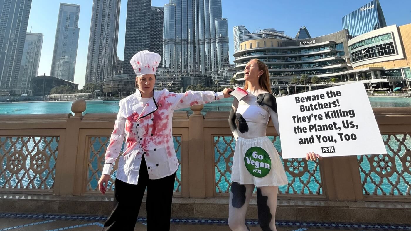 COP28 Will get Hit With Wake-Up Calls From PETA U.Ok.