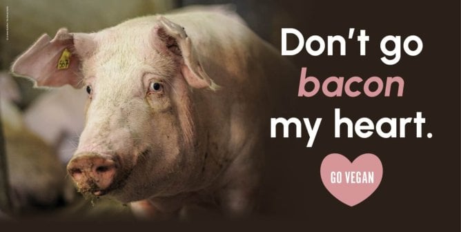 Pig looking at camera next to text that says "Don't Go Bacon Valentine" with "go vegan" in pink heart"