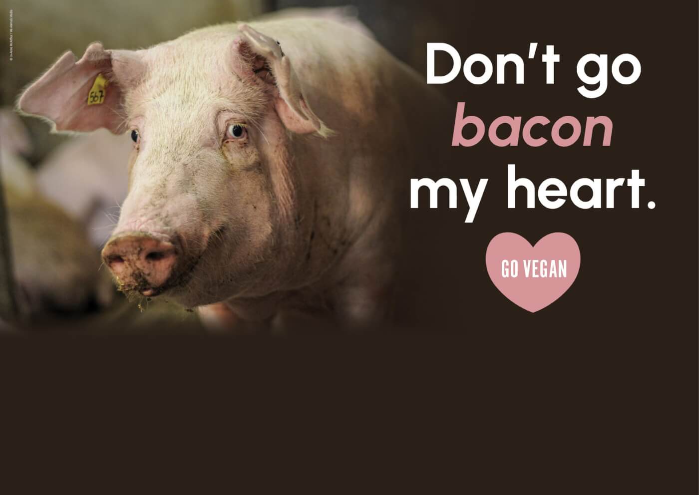 PETA’s Cupids Deliver Vegan BLTs for Valentine’s Day PETA