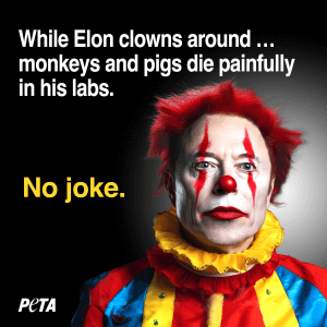 Elon dressed as clown with a black background and text that says "While Elon clowns around ... monkeys and pigs die painfully in his labs. No joke."