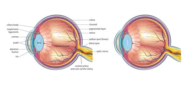 Eyeball dissection diagram