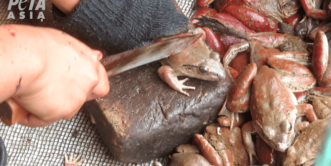 PETA Asia Uncovers Cruelty in the Frog-Leg Industry