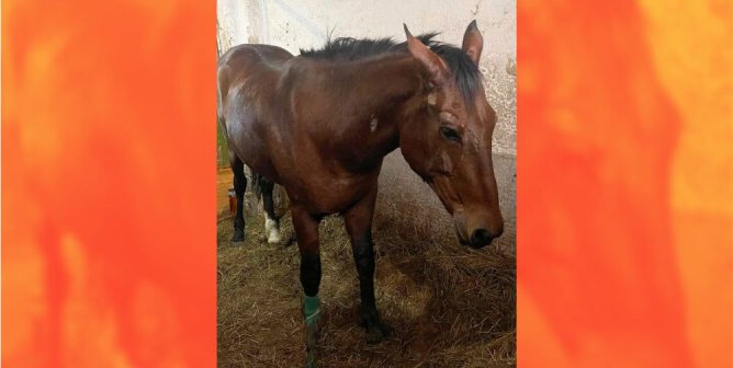 Rescuers in Action: Watch Pregnant Horse Maria’s Jaw-Dropping Escape From Death