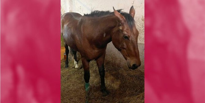 Rescuers in Action: Watch Pregnant Horse Maria’s Jaw-Dropping Escape From Death