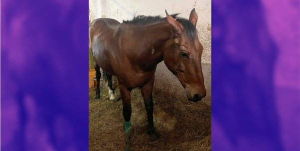 Maria the horse rescued in ukraine with blue sides