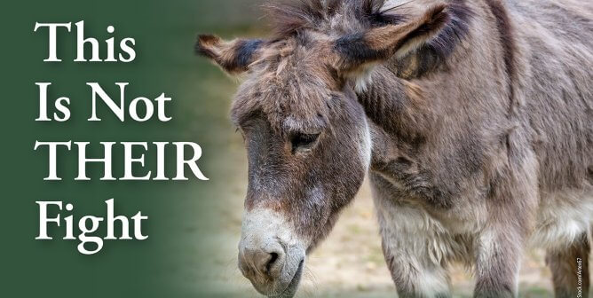 sad donkey next to text on green background "This is not their fight"
