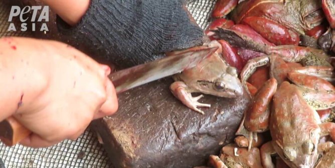 PETA Asia Uncovers Cruelty in the Frog-Leg Industry