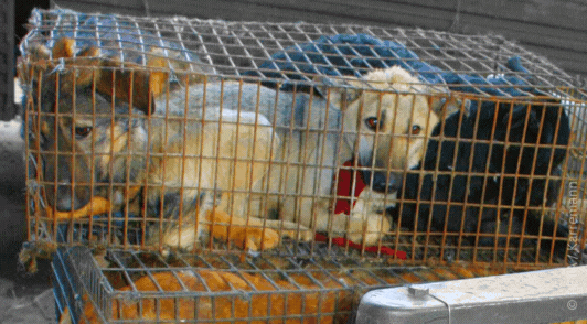 gif of dogs= in cage a dog in snow and a cat in a lab