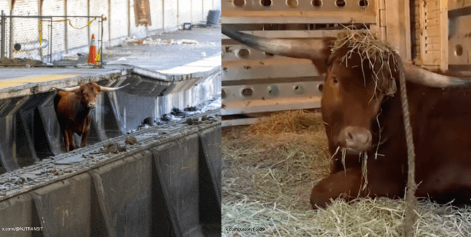 (left) brown steer standing on train tracks (right) brown steer sits in a vehicle on a pile of hay