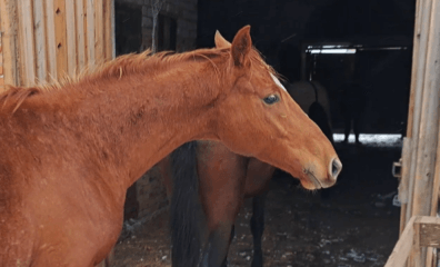Rescuers in Action: Watch Pregnant Horse Maria’s Jaw-Dropping Escape From Death