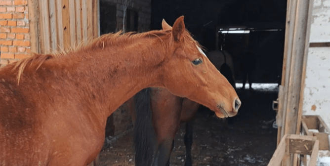 Rescuers in Action: Watch Pregnant Horse Maria’s Jaw-Dropping Escape From Death
