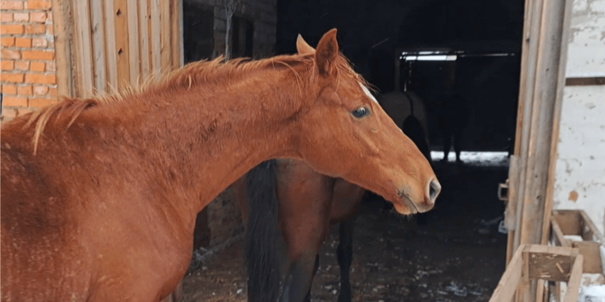A Pregnant Horse Used to be Stuck in a Battle Zone