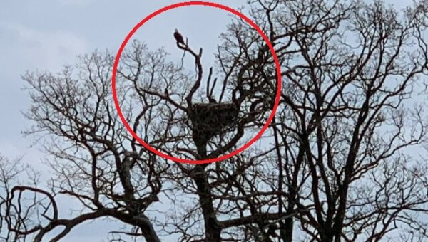 Urge Highfill, Arkansas, to Protect Bald Eagles From Developers!