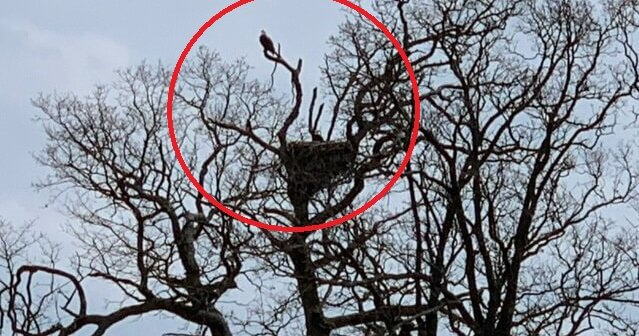 Urge Highfill, Arkansas, to Protect Bald Eagles From Developers!
