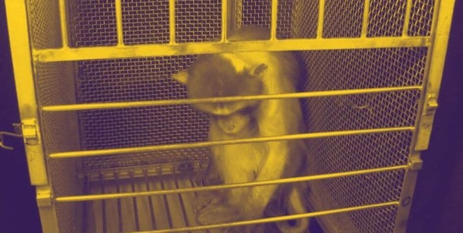 Wilfork in Murray's lab with yellow filter