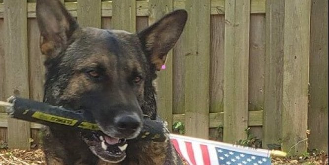 Victory: Ohio K-9 to Be Reunited With His Family!