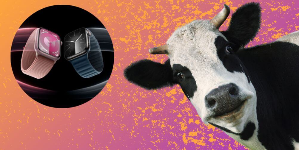 apple watches in circle next to cow leaning in from right side on orange and pink background