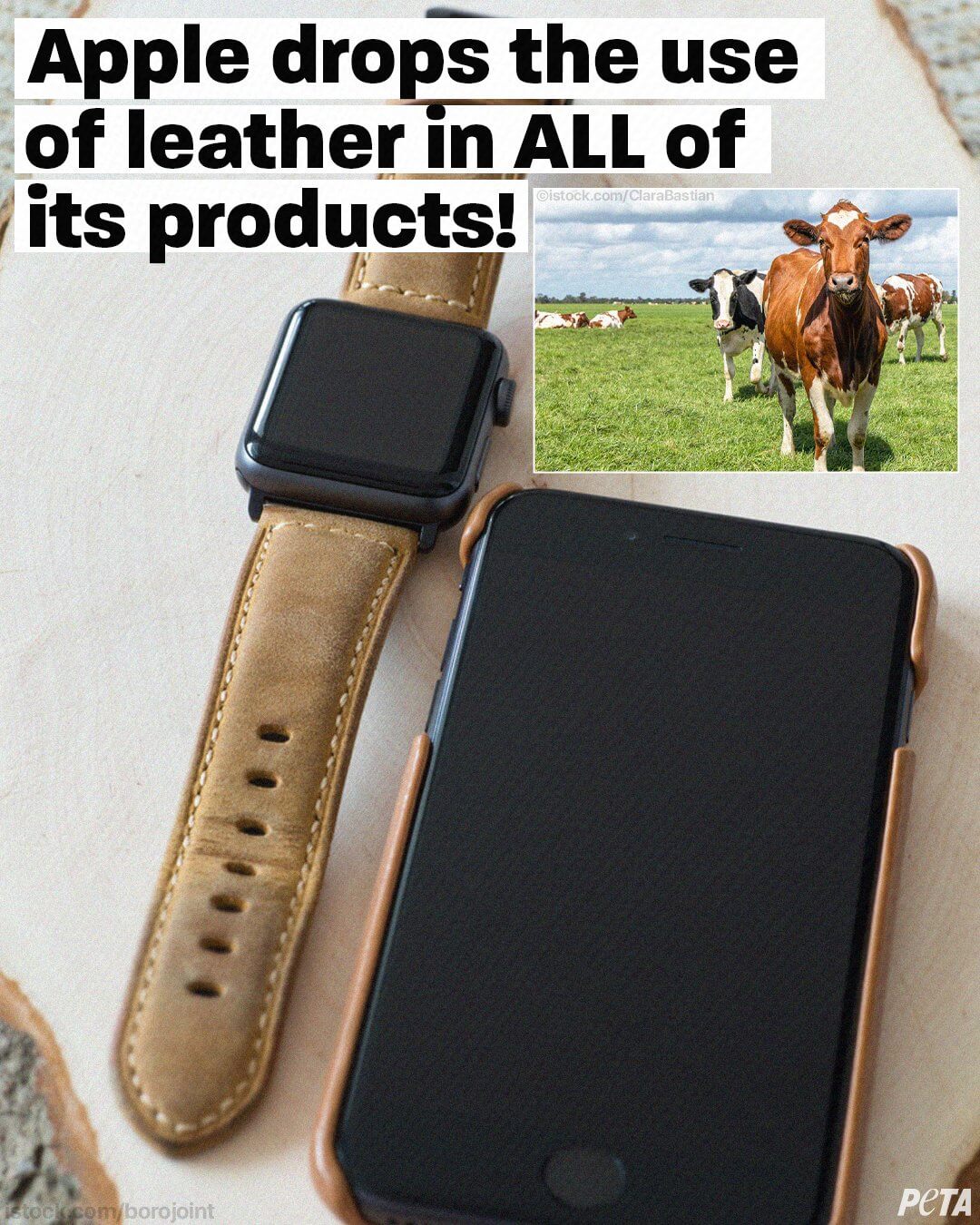 Apple Watch and iPhone with a photo of cows in a field in the right hand corner displaying the message that Apple stopped using leather