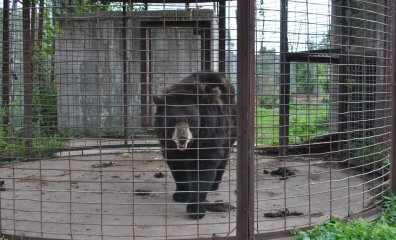 Feds Find Ailing Animals, Maggot-Filled Food at Animal Haven Zoo After PETA Tip