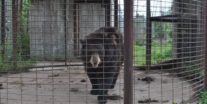 a bear in a dismal enclosure with excess feces at Animal Haven Zoo